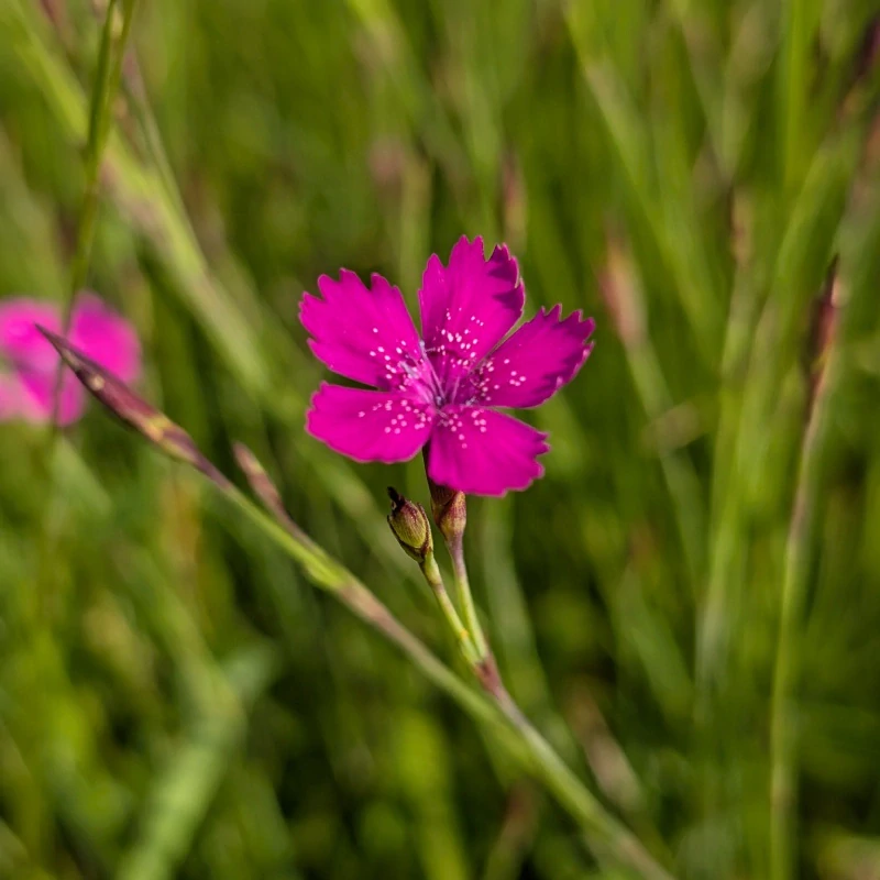 Hvozdík kropenatý - semena