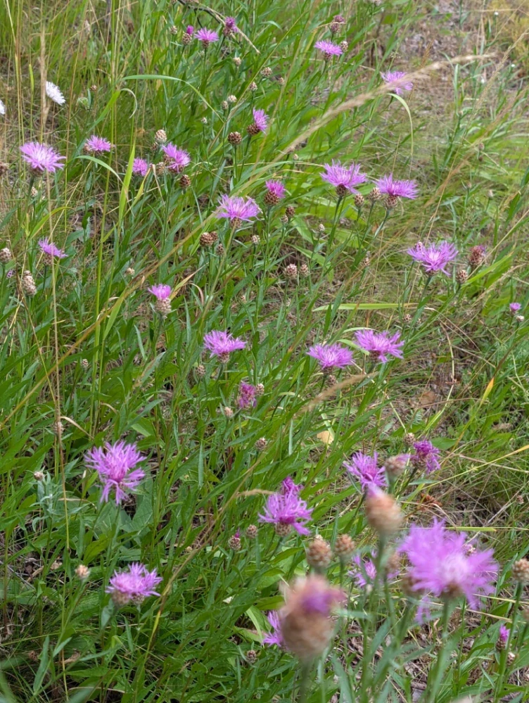 Chrpa luční - semena