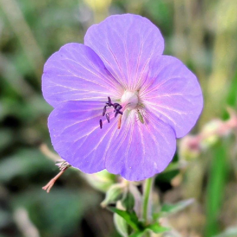 Kakost luční - semena