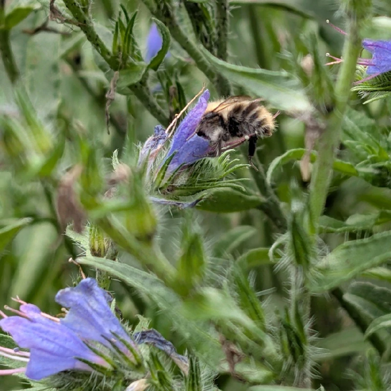 Hadinec obecný - semena