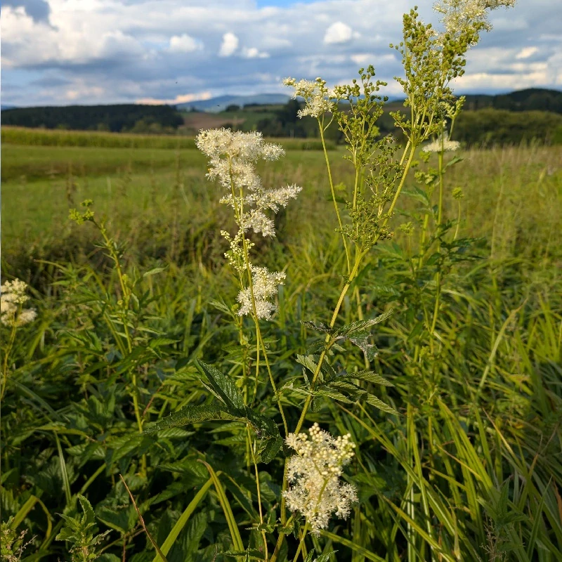 Tužebník jilmový - semena