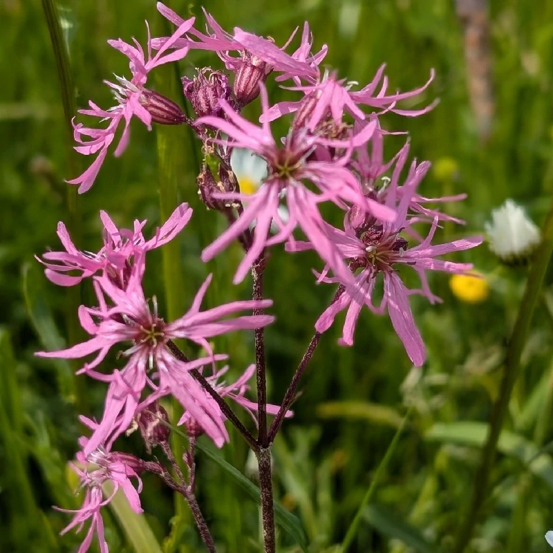 Kohoutek luční - semena