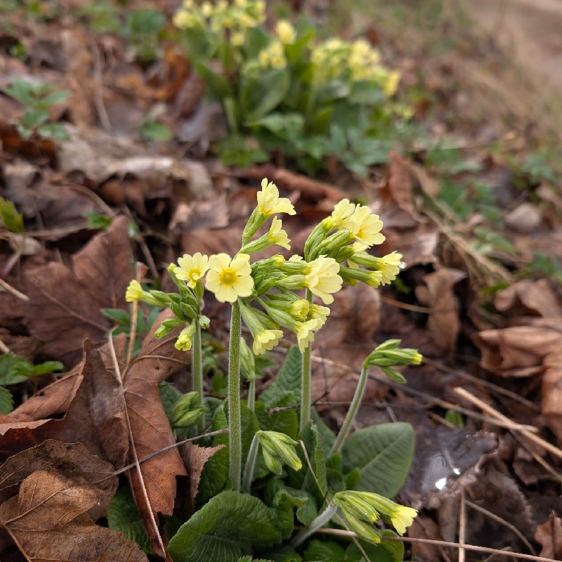 Prvosenka vyšší - semena