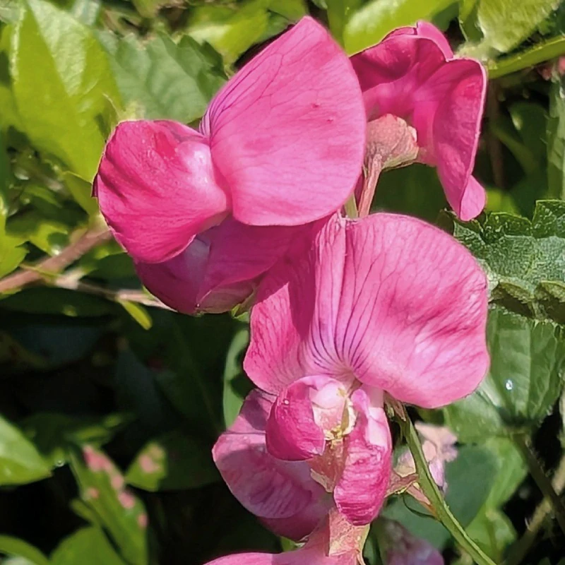 Hrachor hlíznatý - semena