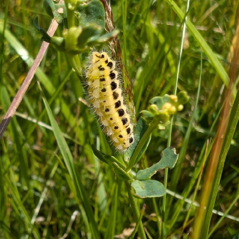 Štírovník růžkatý - semena