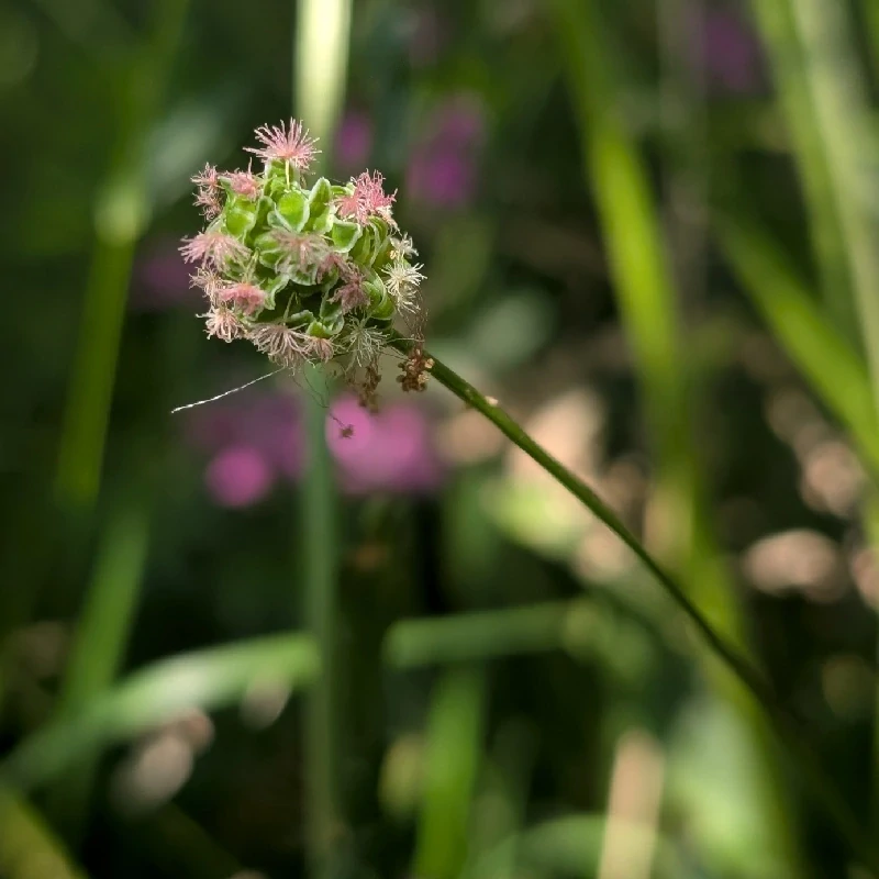 Krvavec menší - semena