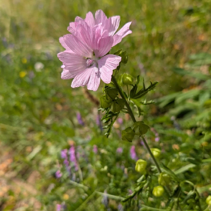 Sléz pižmový - semena