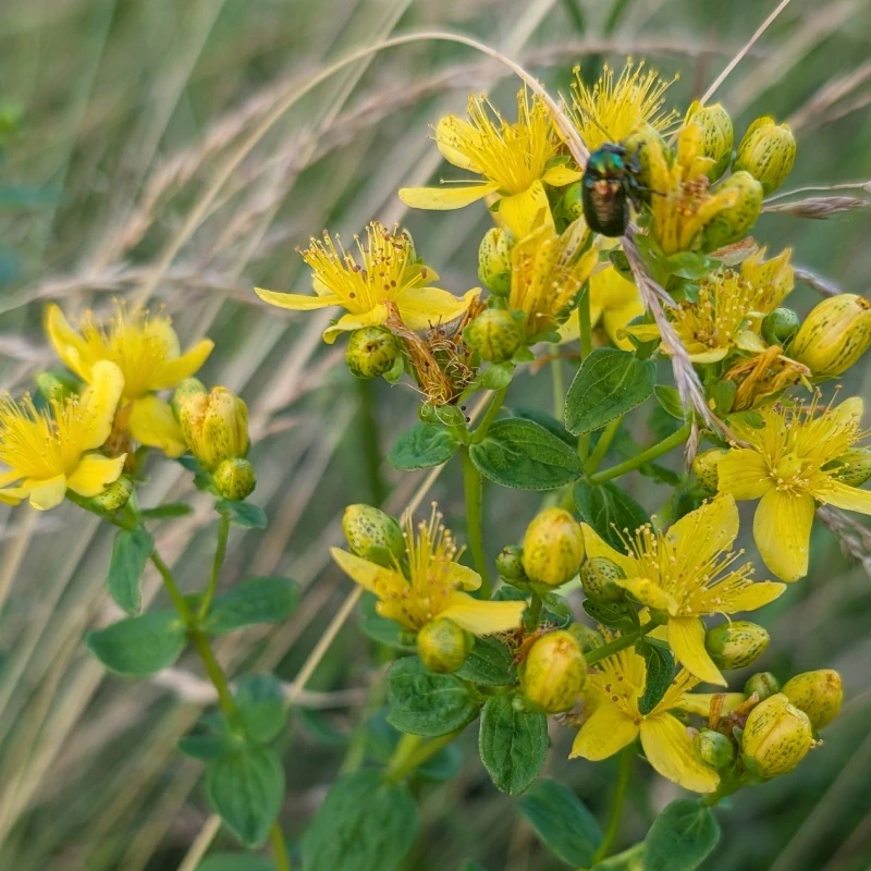 Třezalka tečkovaná - semena
