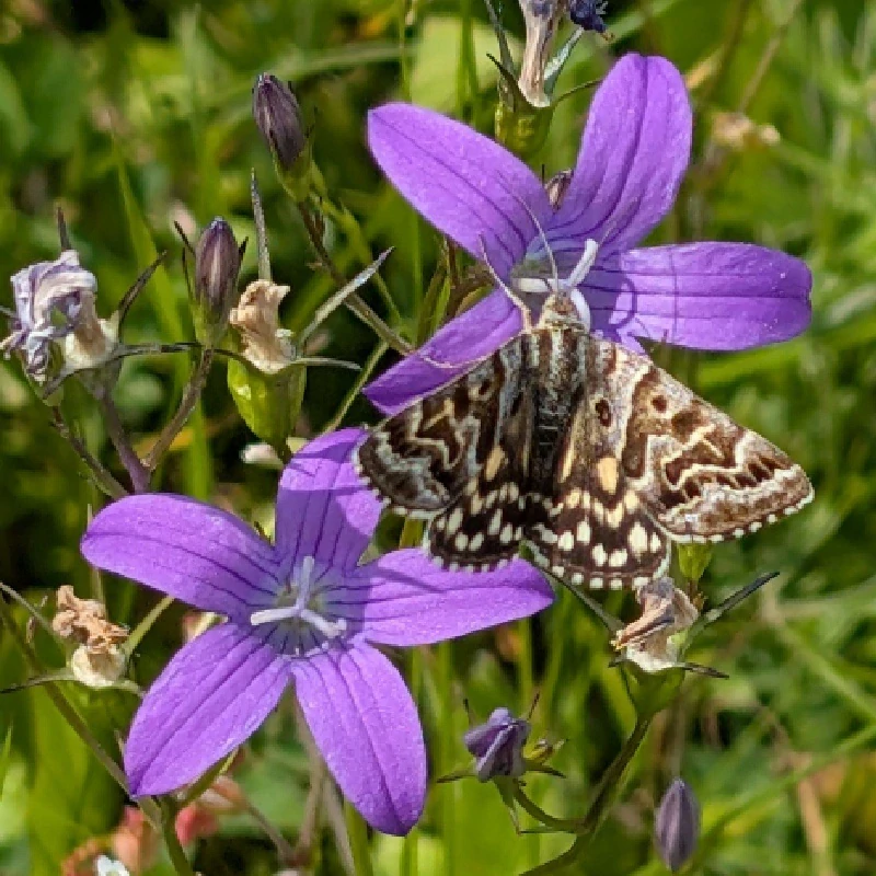 Zvonek rozkladitý - semena