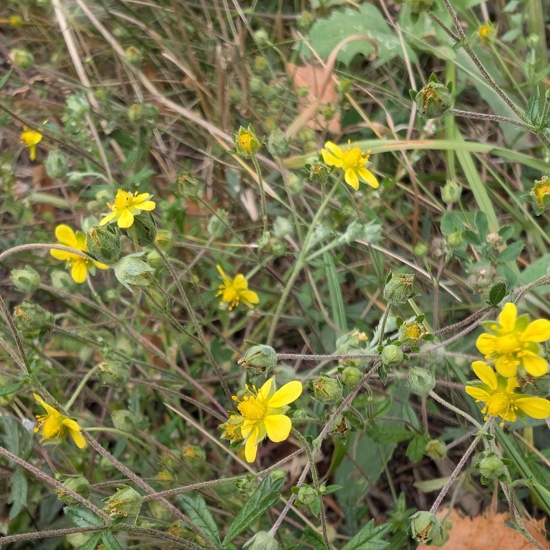 Mochna stříbrná - semena