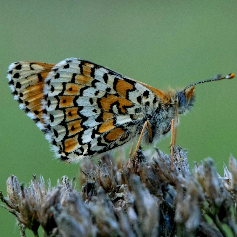 Lnice květel - semena