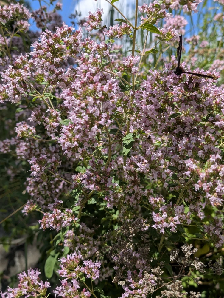 Dobromysl obecná - semena