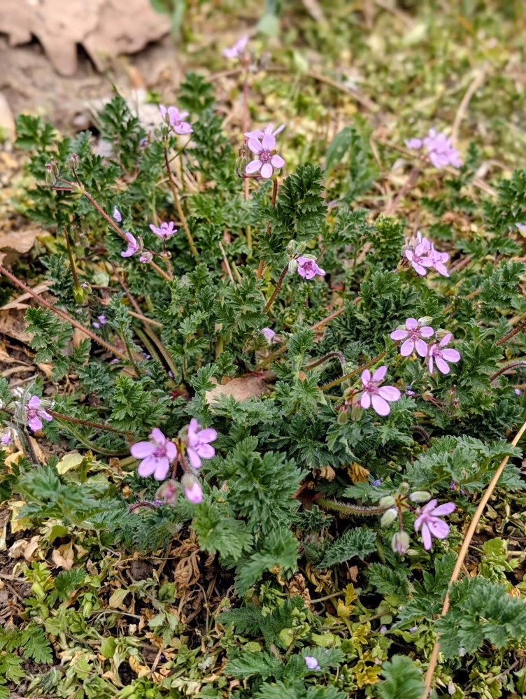 Pumpava obecná - semena
