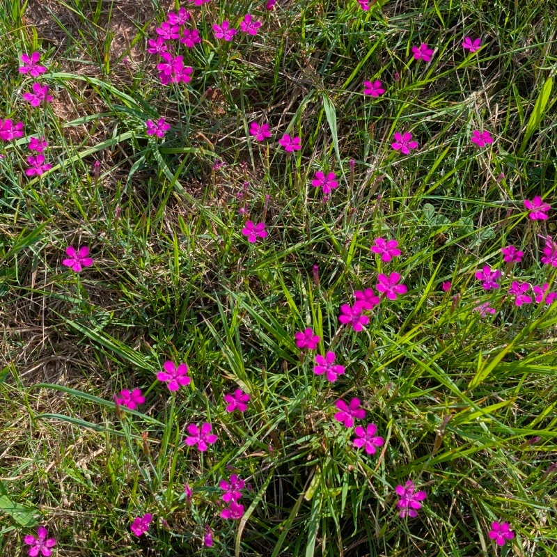 Hvozdík kropenatý - semena