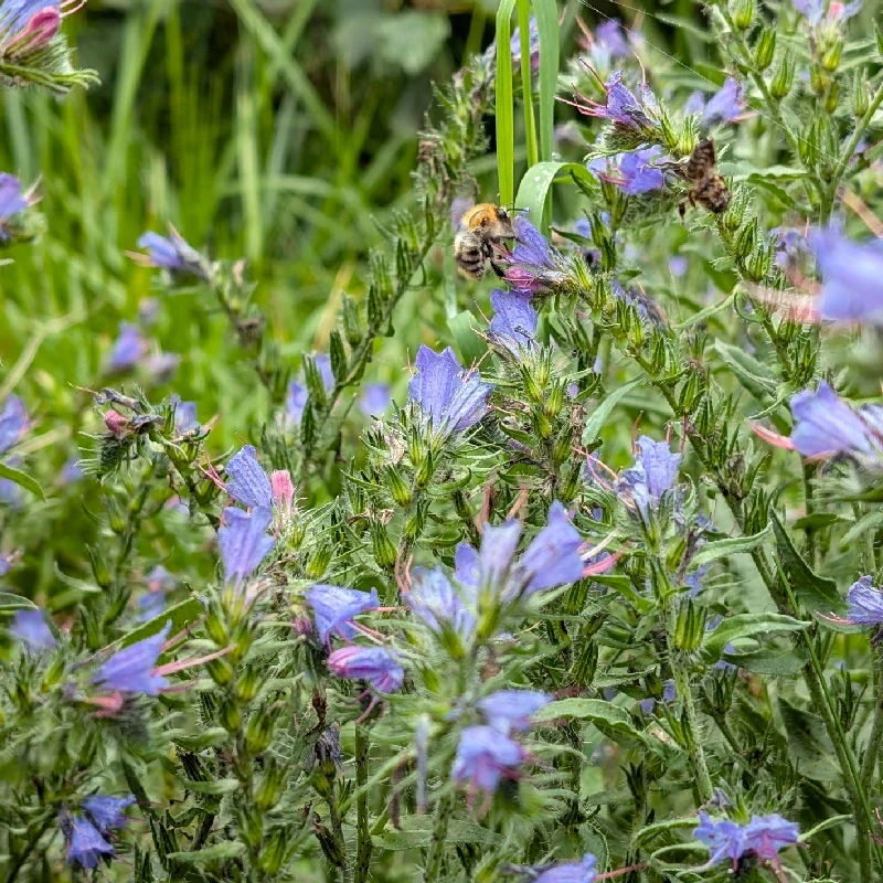 Hadinec obecný - semena