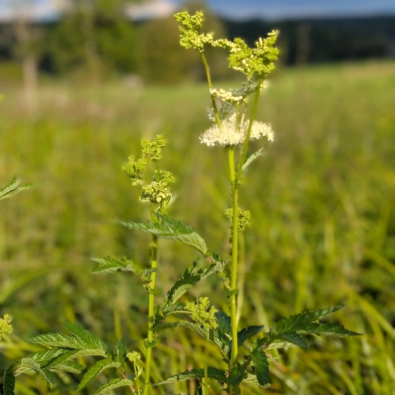 Tužebník jilmový - semena