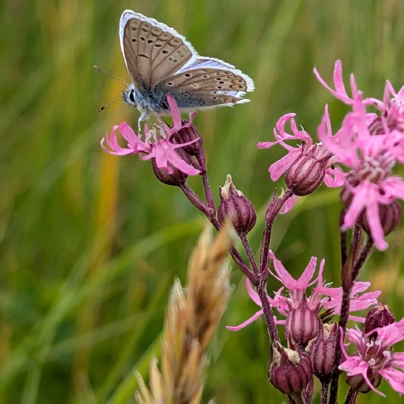 Kohoutek luční - semena