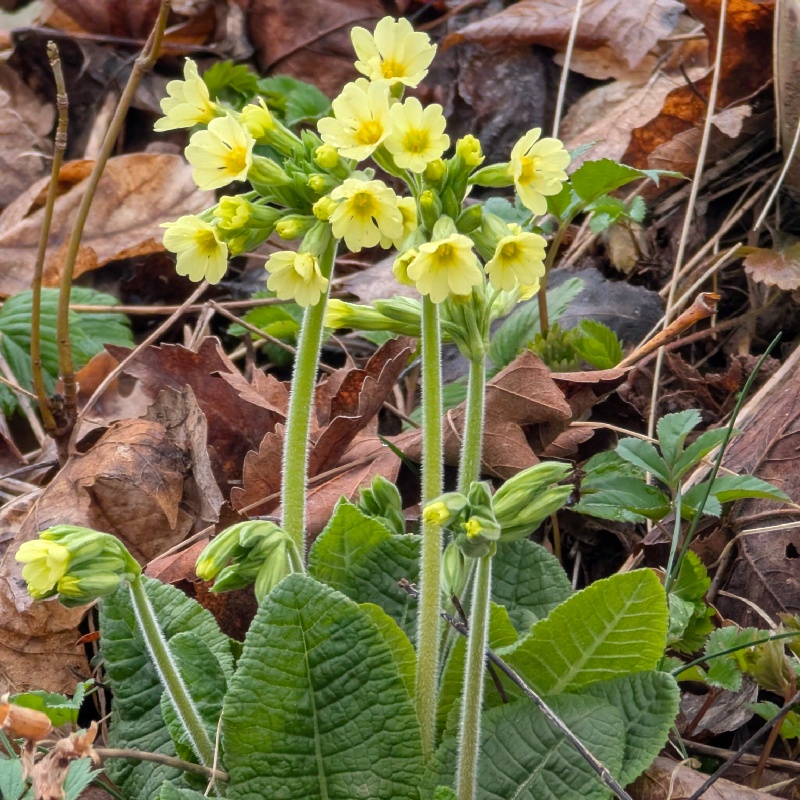 Prvosenka vyšší - semena