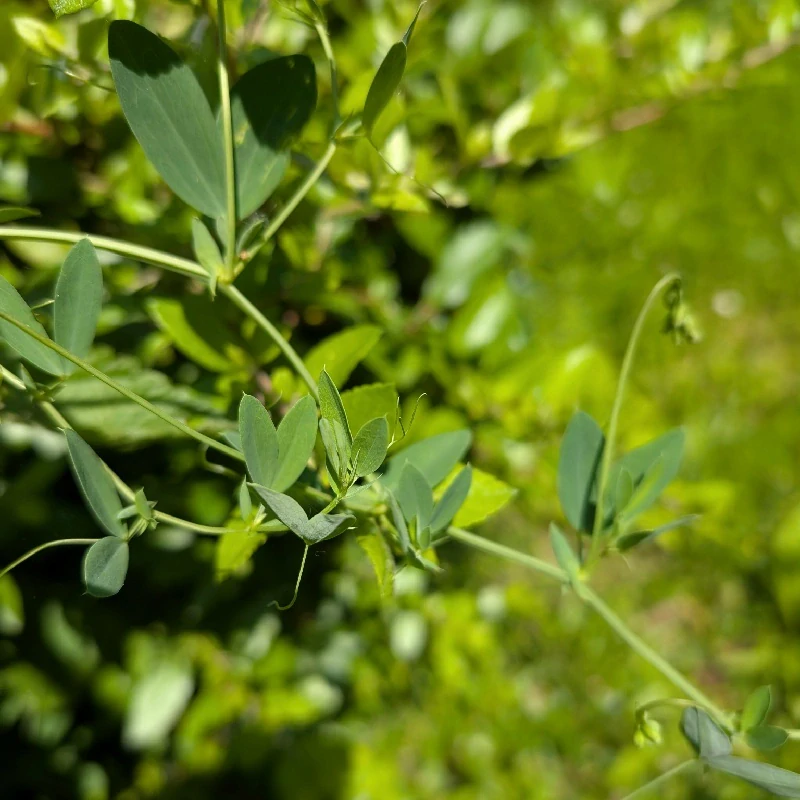 Hrachor hlíznatý - semena