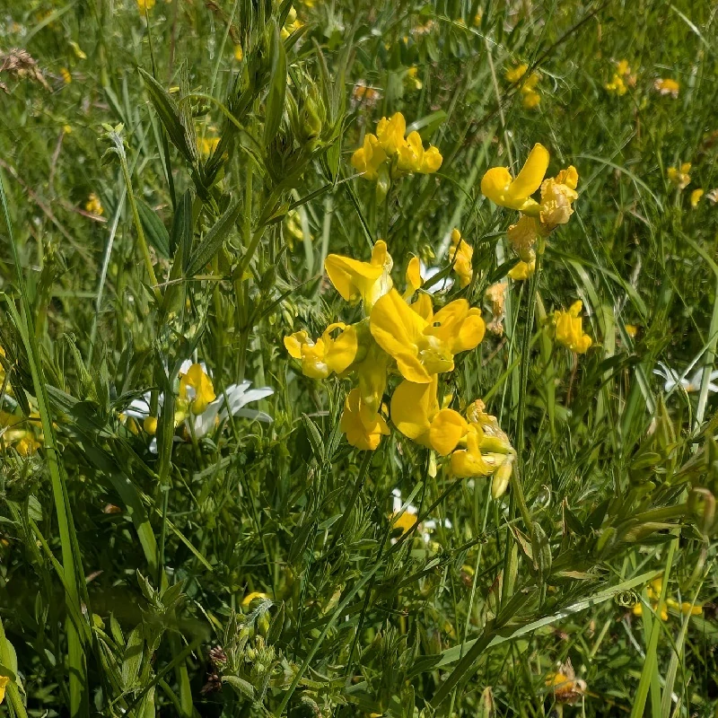 Hrachor luční - semena