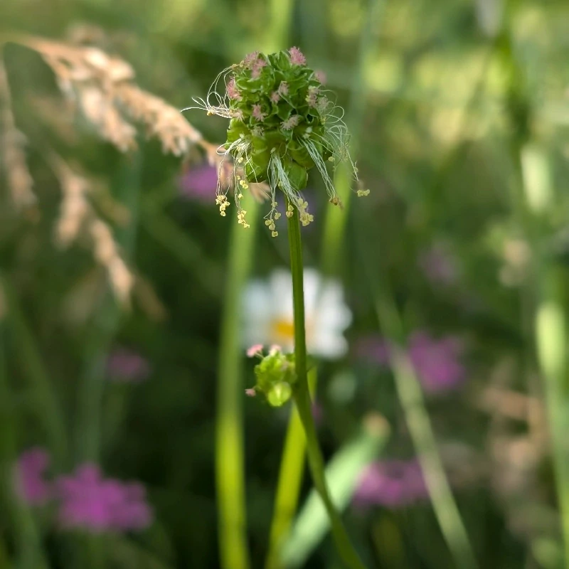 Krvavec menší - semena
