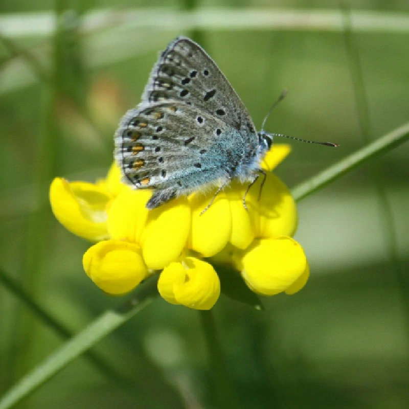 Štírovník růžkatý - semena
