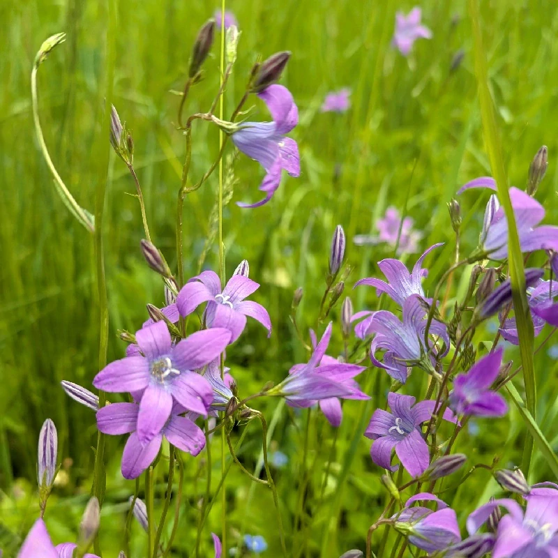 Zvonek rozkladitý - semena