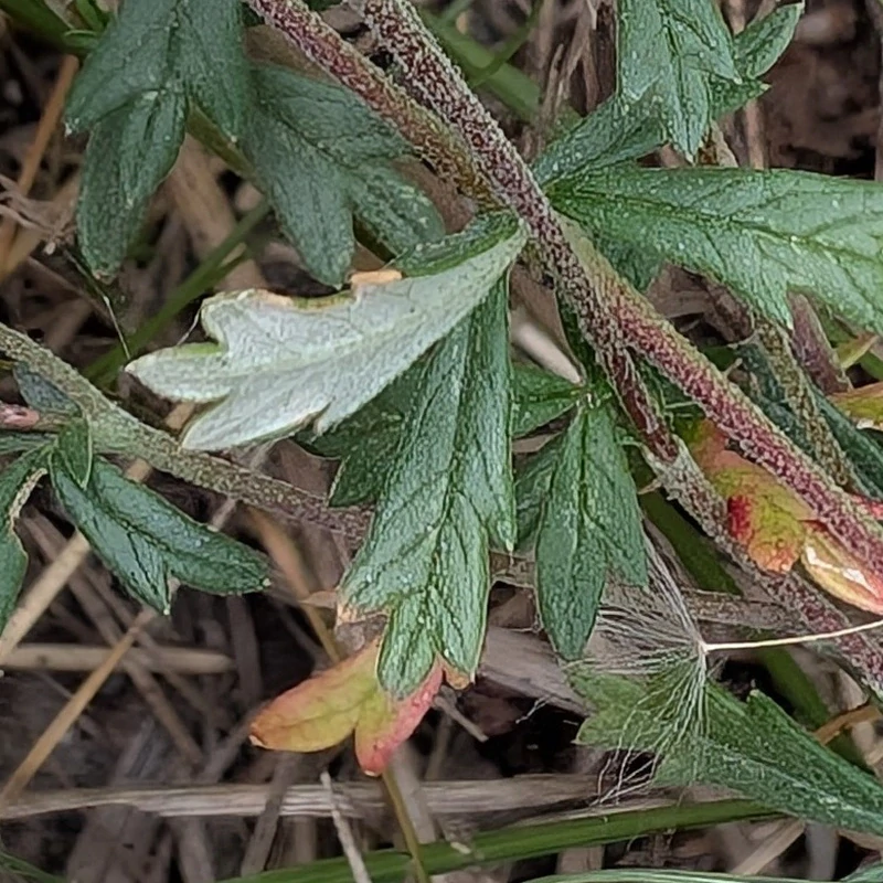 Mochna stříbrná - semena