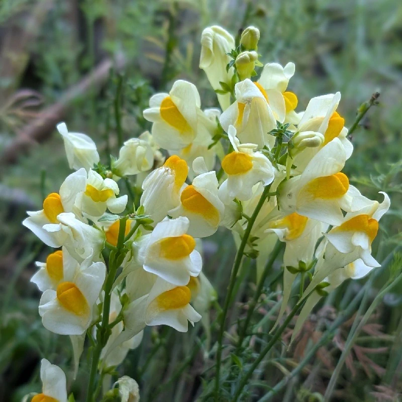 Lnice květel - semena