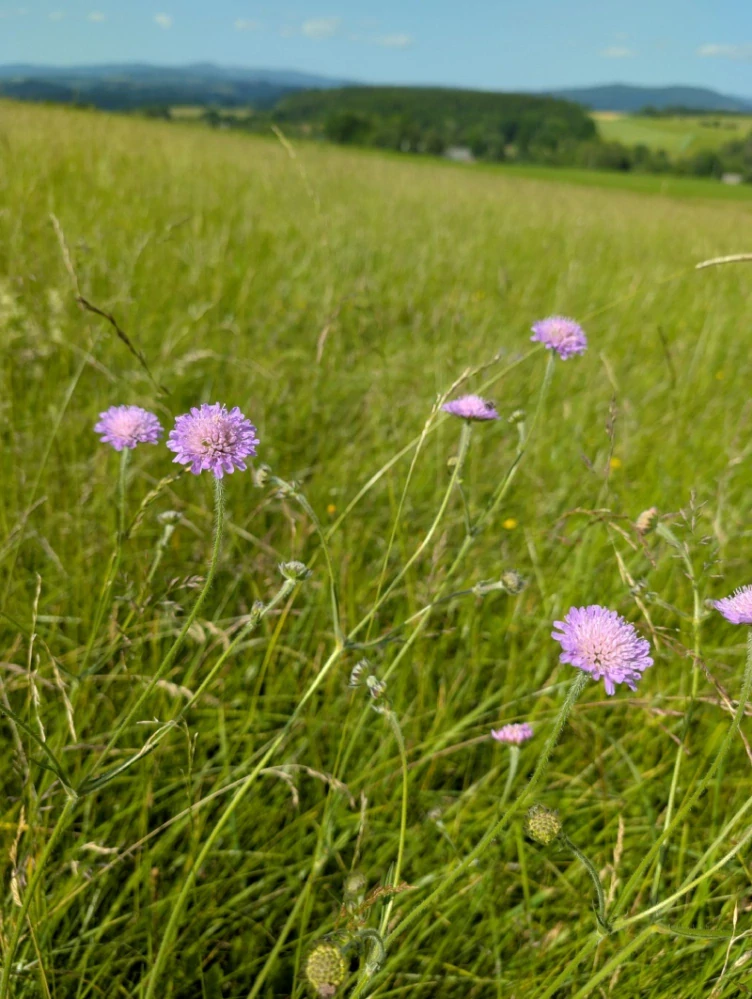Chrastavec rolní - semena