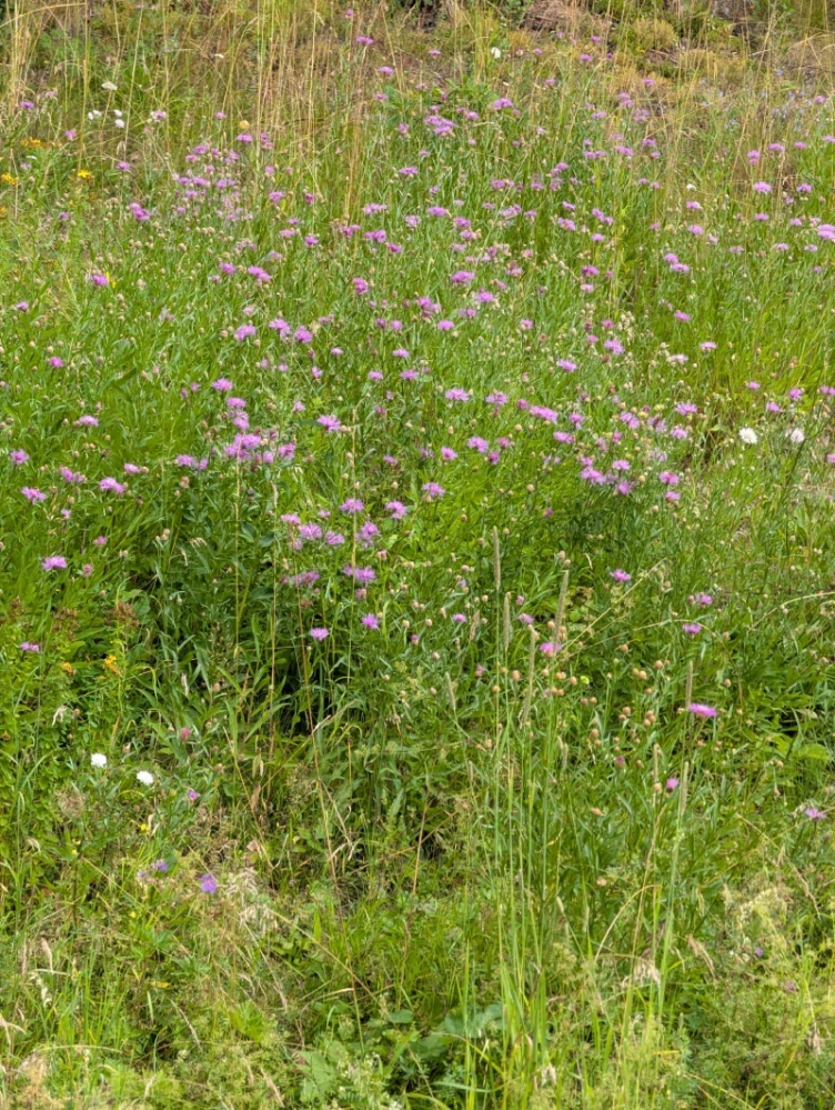 Chrpa luční - semena