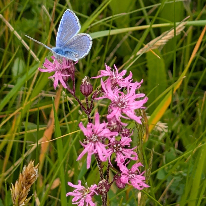 Kohoutek luční - semena