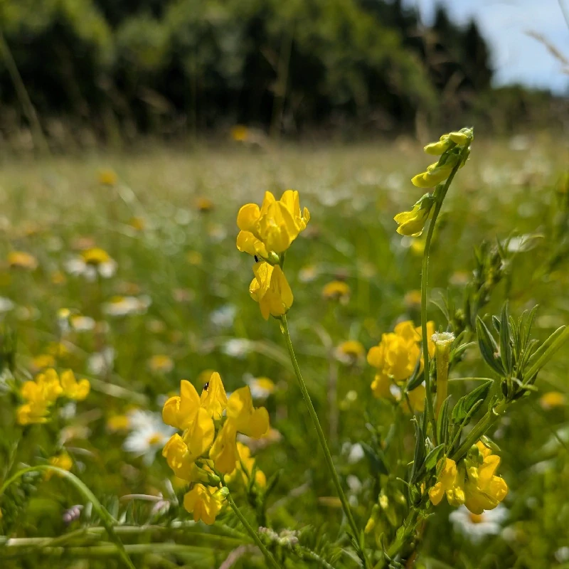 Hrachor luční - semena