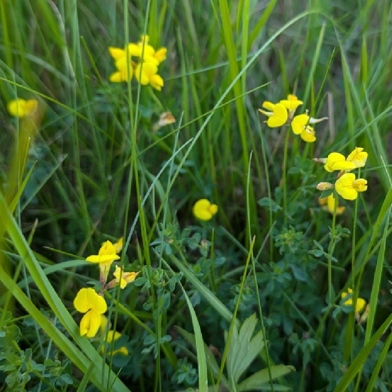 Štírovník růžkatý - semena