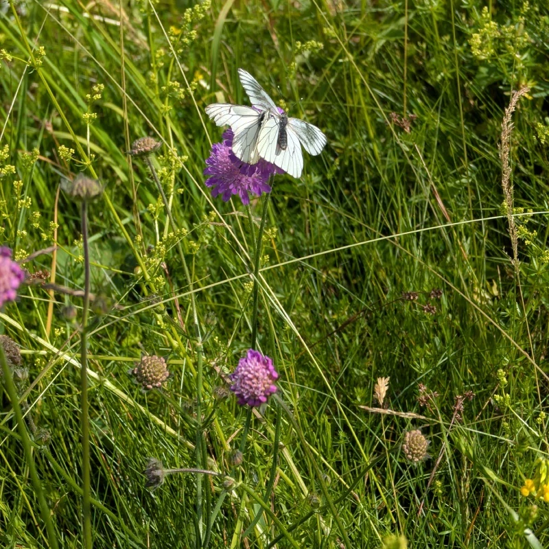 Chrastavec rolní - semena