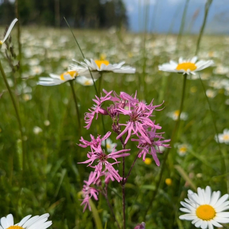 Kohoutek luční - semena