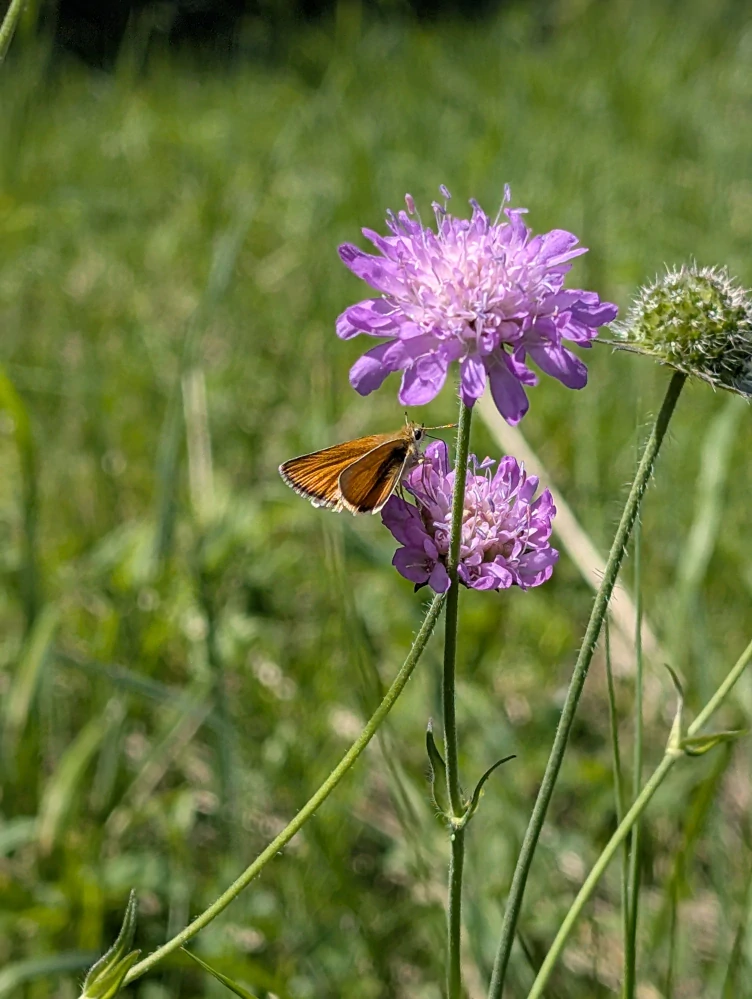 Chrastavec rolní - semena