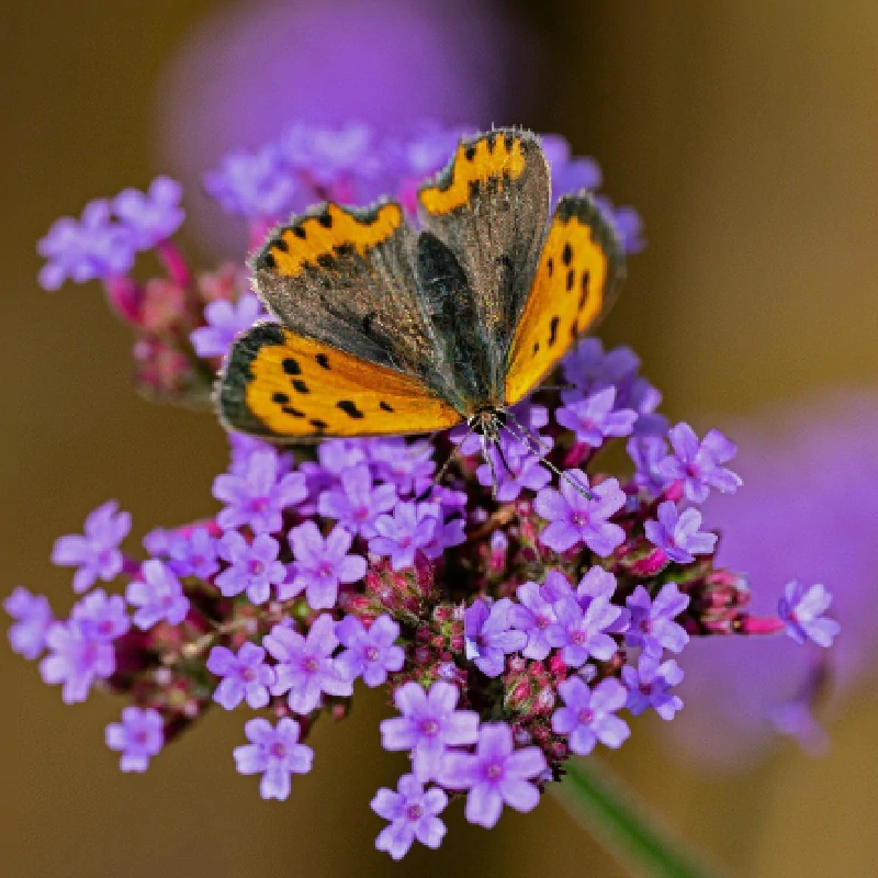 Sporýš argentinský - semena