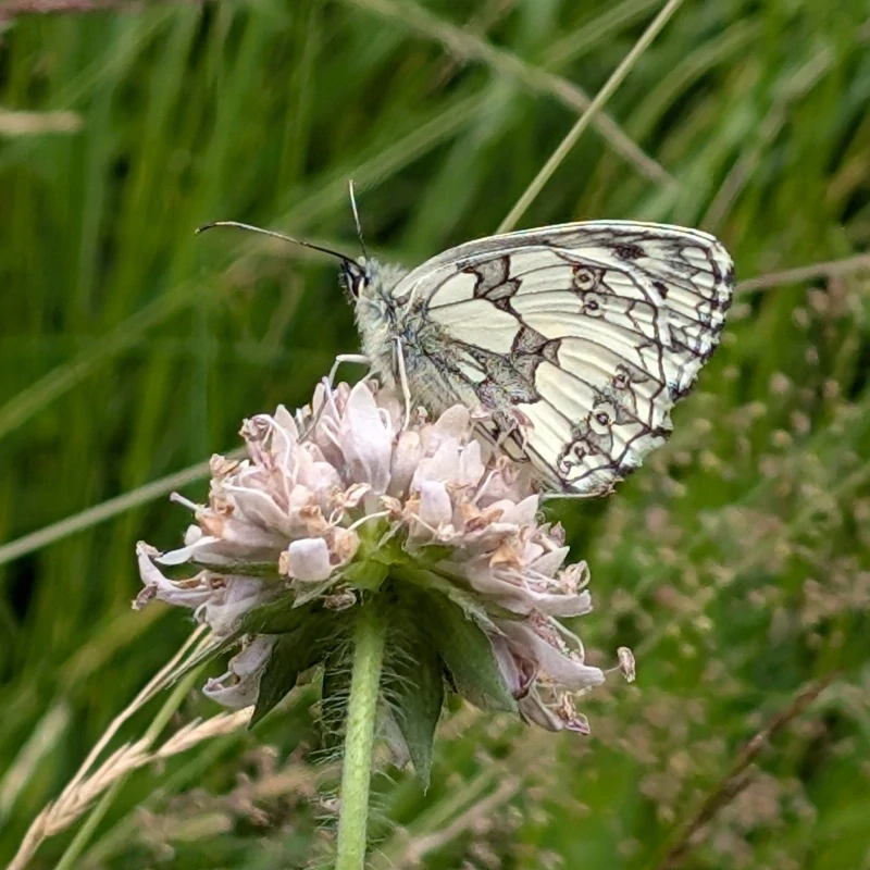 Chrastavec rolní - semena