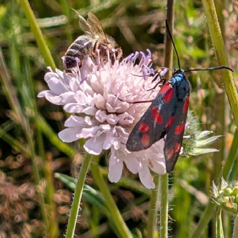 Chrastavec rolní - semena
