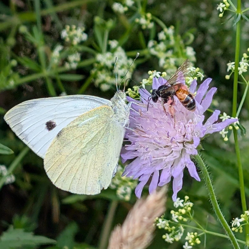 Chrastavec rolní - semena
