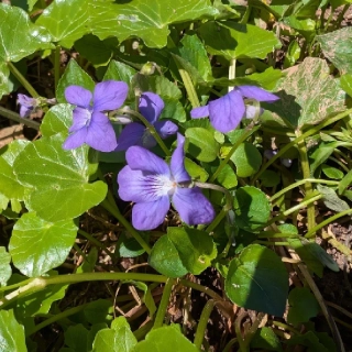 Violka Rivinova - semena