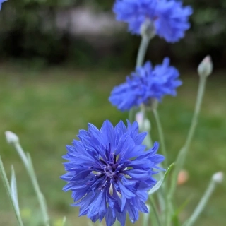 Chrpa modrá - semena