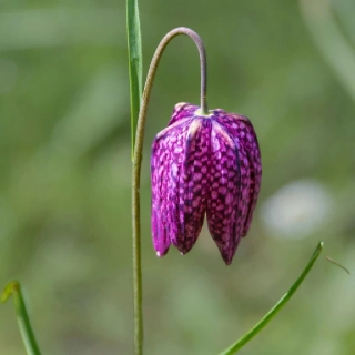 Řebčík kostkovaný - cibule