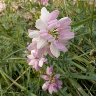 Čičorka pestrá - semena