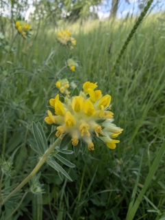 Úročník bolhoj - semena
