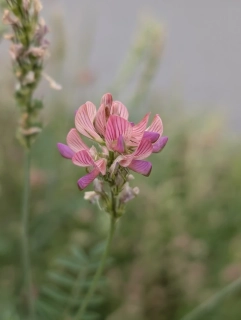 Vičenec ligrus - semena