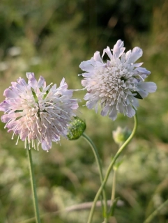 Chrastavec rolní - semena